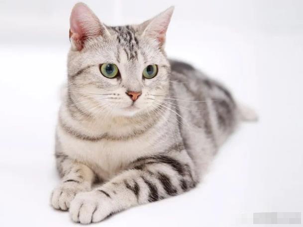 宠物市场副业项目玩法,倒腾新奇宠物年入10W,思路无偿分享给你!